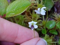 Viola minuscula