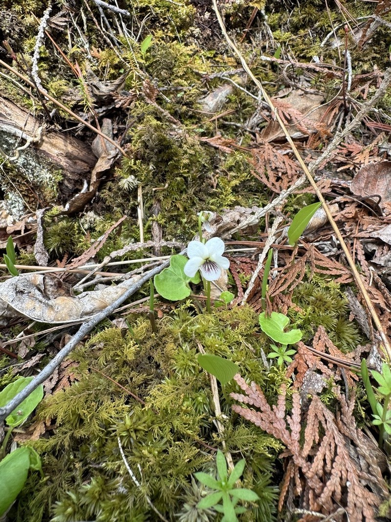 Viola minuscula photo 2