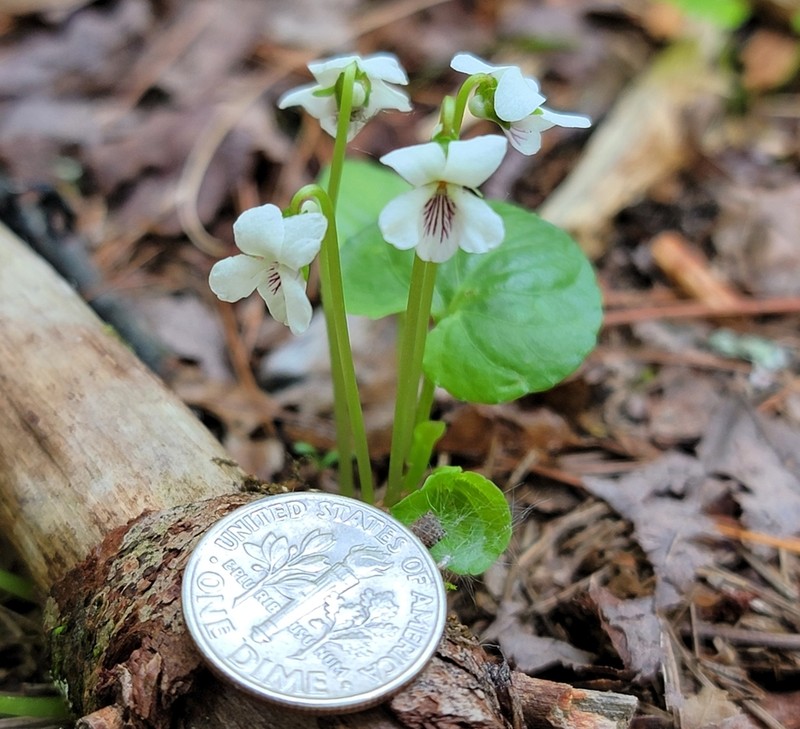 Viola minuscula photo 3