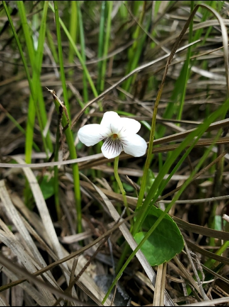 Viola minuscula photo 4