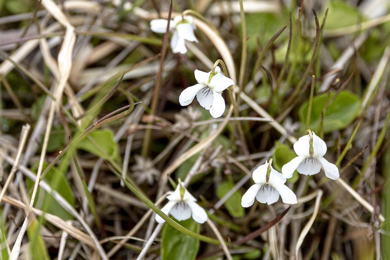 Viola minuscula photo 5