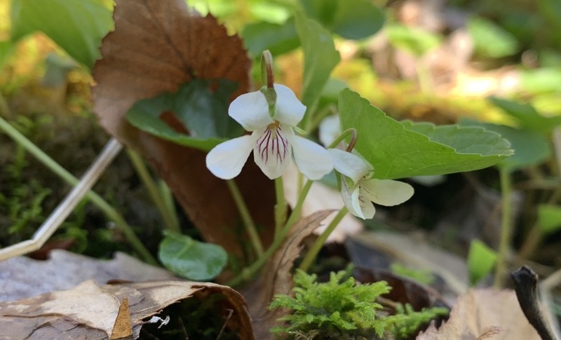 Viola minuscula photo 6