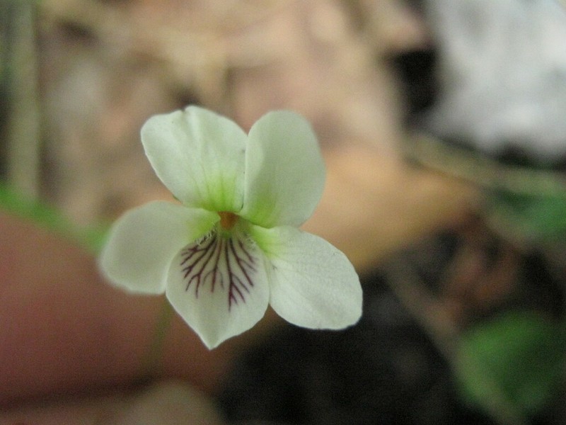 Viola minuscula photo 7