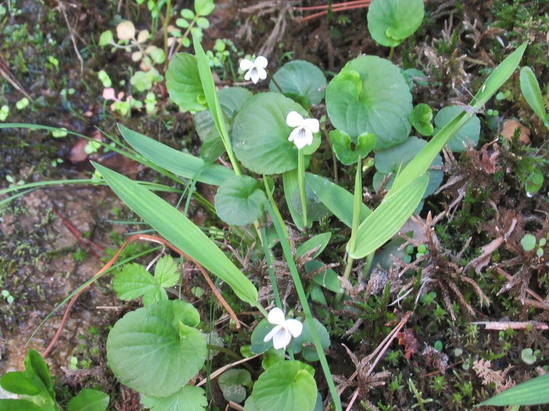 Viola minuscula photo 8
