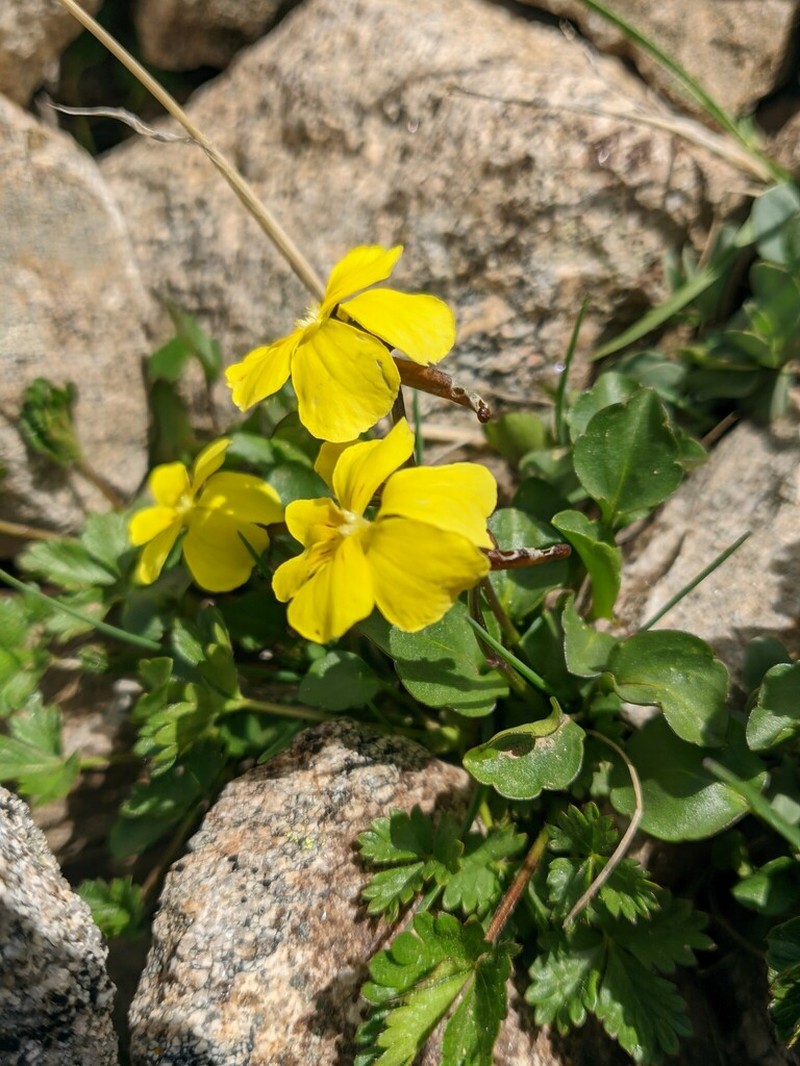 Viola minuta photo 2