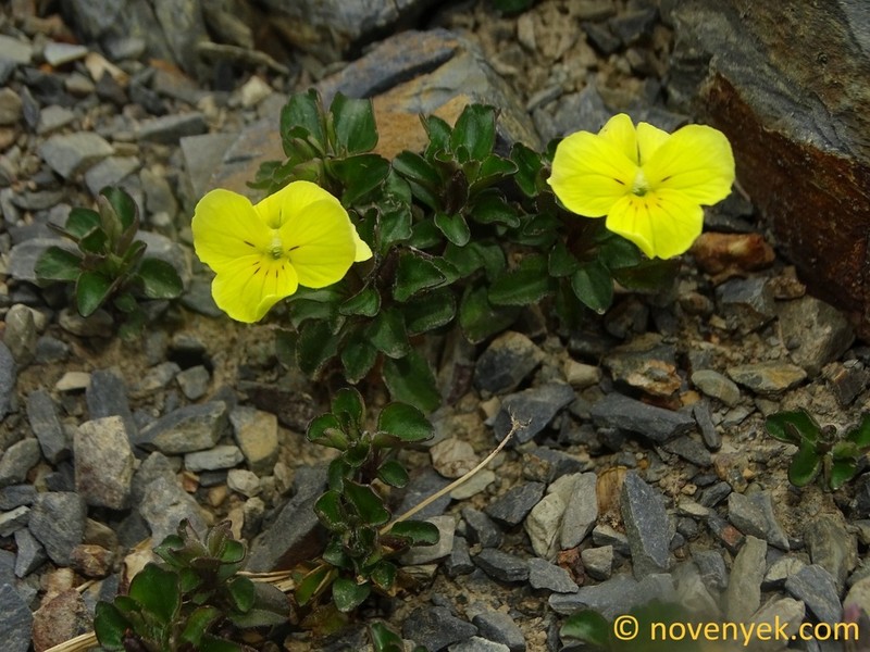 Viola minuta photo 3