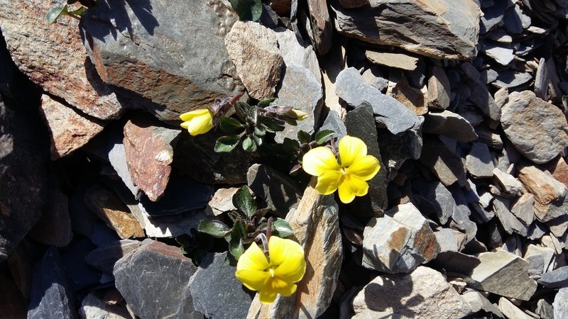 Viola minuta photo 4