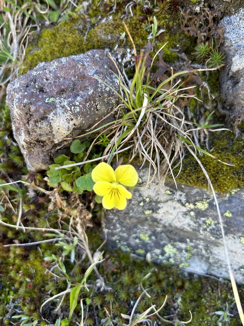 Viola minuta photo 5