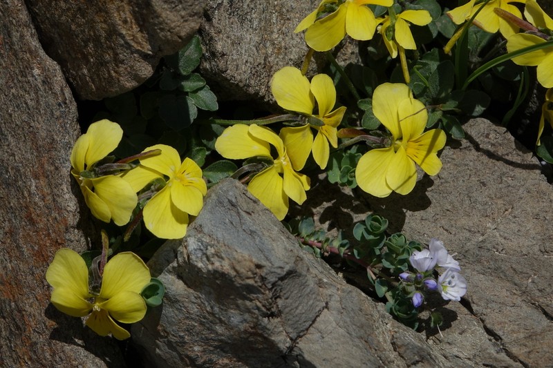 Viola minuta photo 6