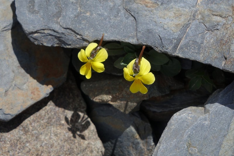 Viola minuta photo 7