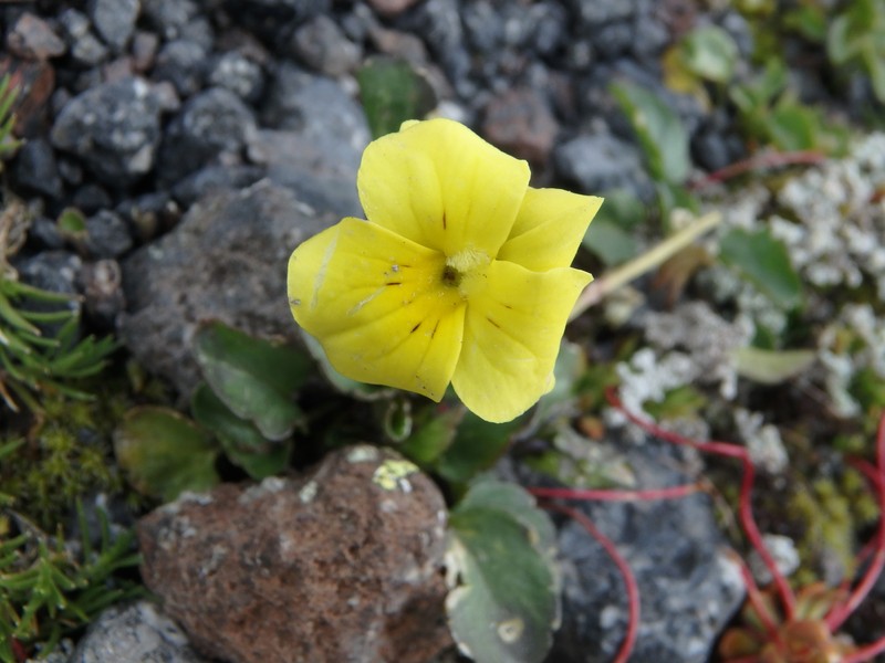 Viola minuta subsp. meyeriana