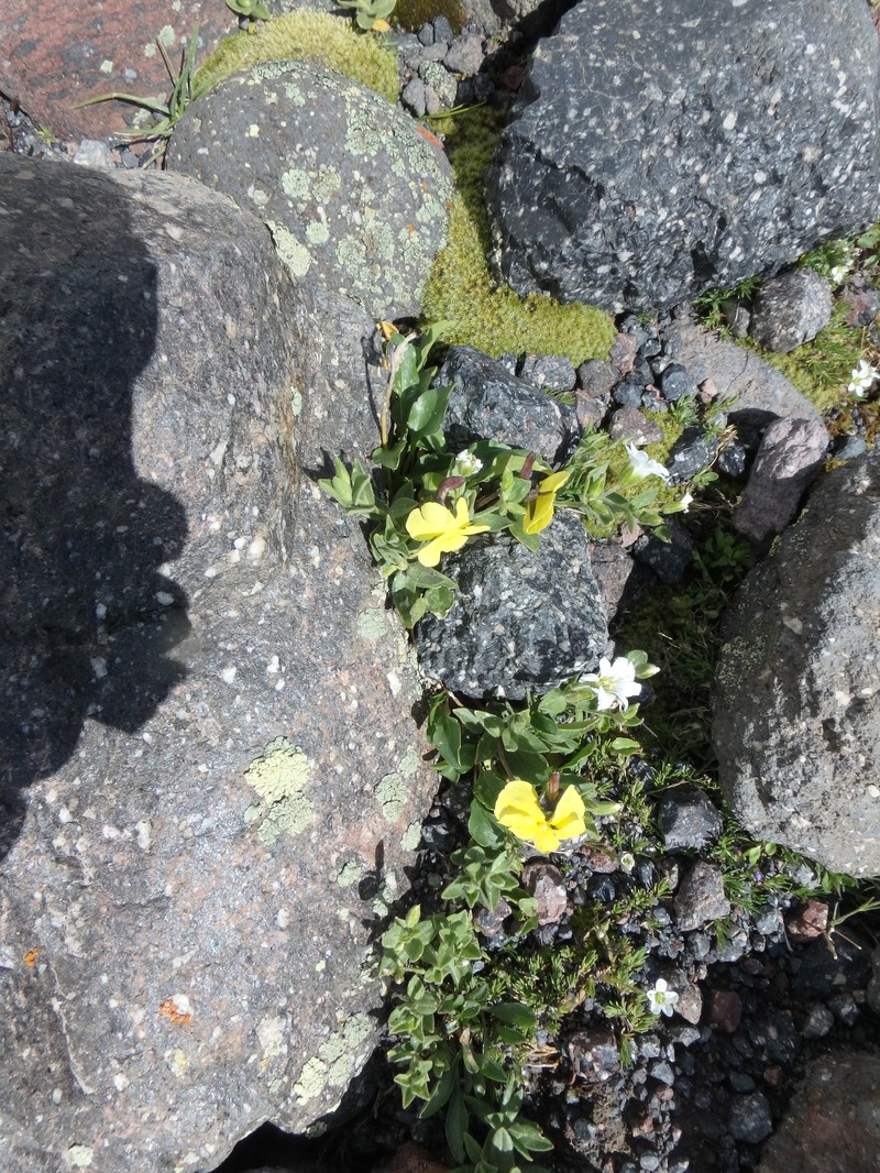 Viola minuta subsp. meyeriana photo 2