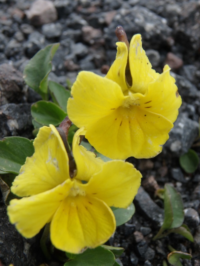 Viola minuta subsp. meyeriana photo 3