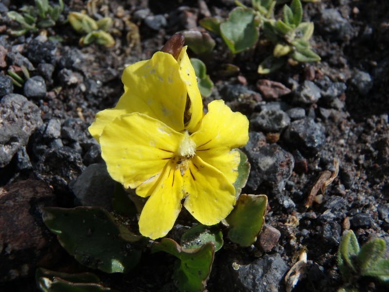 Viola minuta subsp. meyeriana photo 4