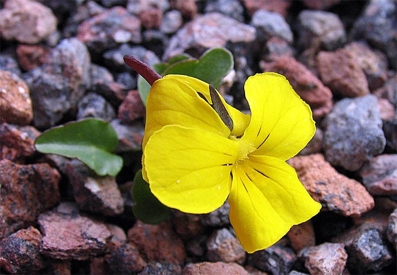 Viola minuta subsp. meyeriana photo 5