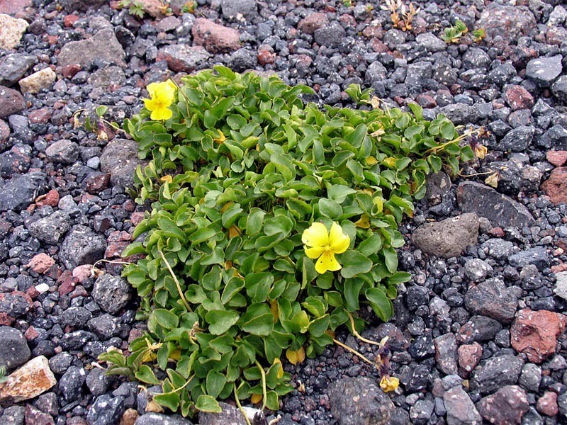 Viola minuta subsp. meyeriana photo 6