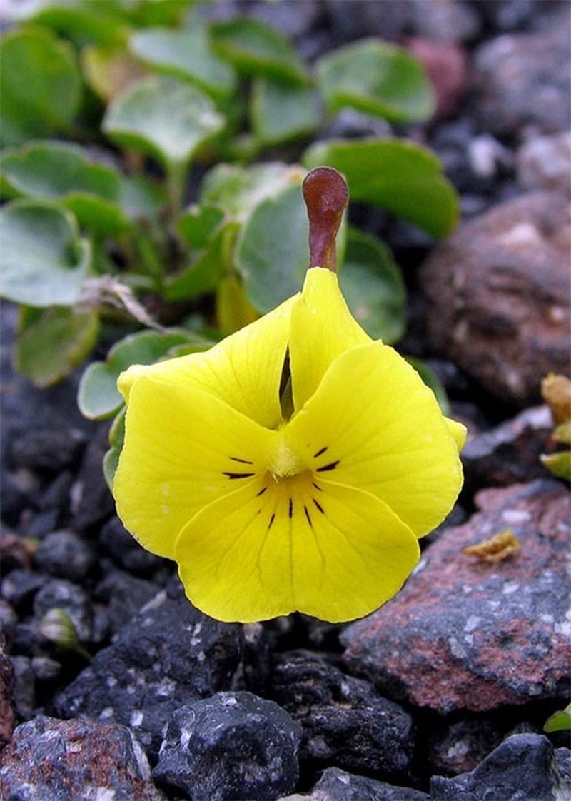 Viola minuta subsp. meyeriana photo 7
