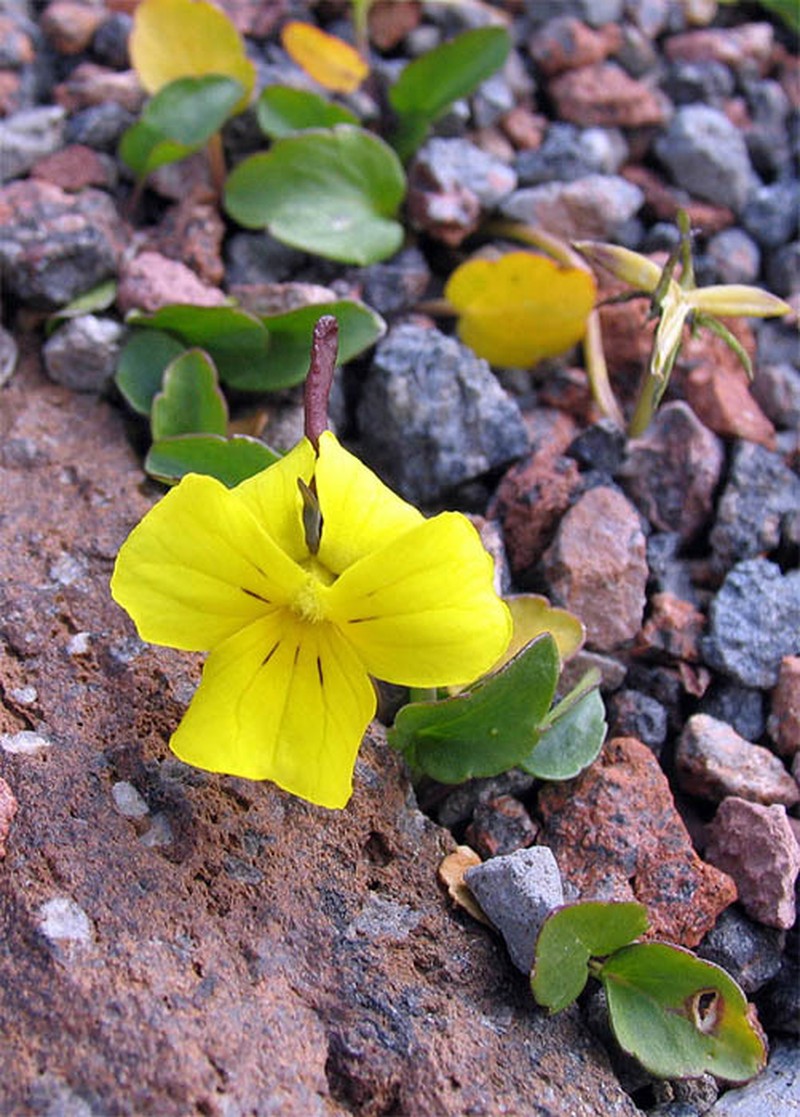Viola minuta subsp. meyeriana photo 8