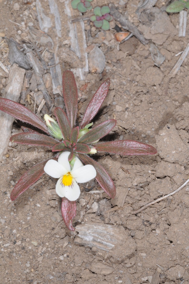 Viola minutiflora
