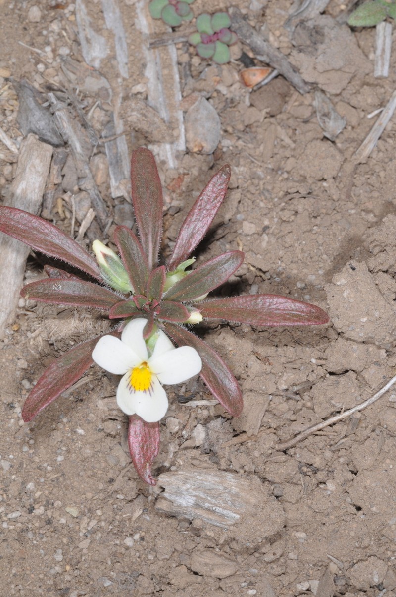 Viola minutiflora photo 2