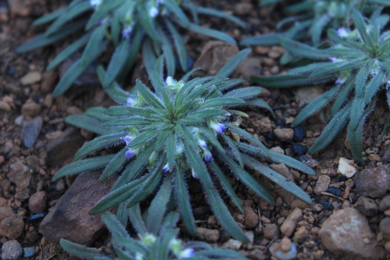 Viola minutiflora photo 3