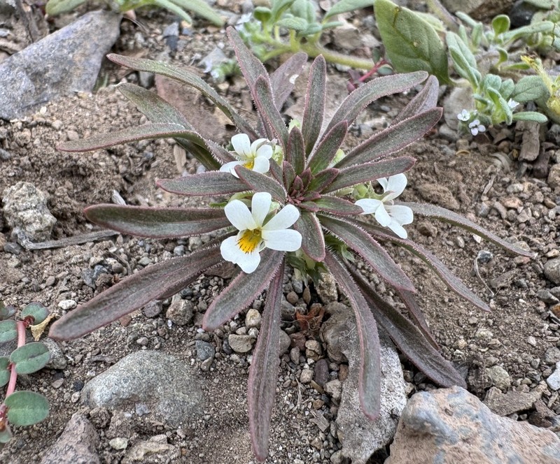 Viola minutiflora photo 4