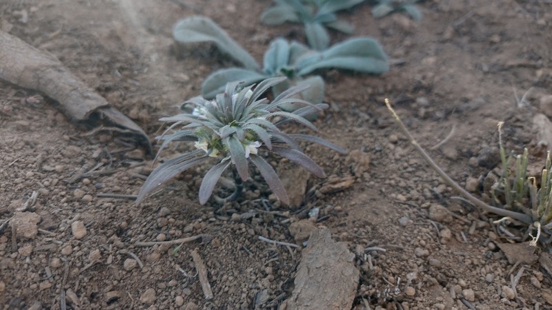 Viola minutiflora photo 5