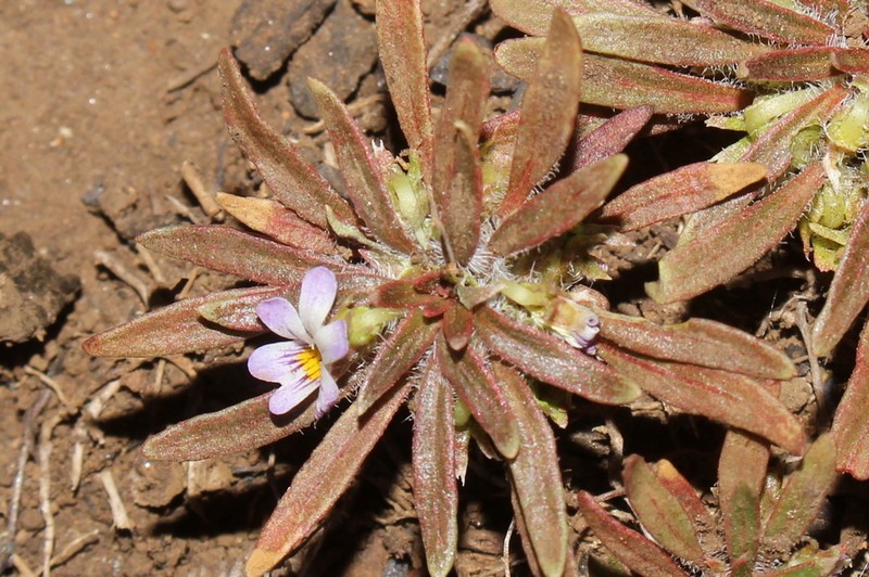 Viola minutiflora photo 6