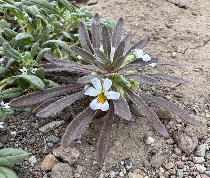 Viola minutiflora photo 7