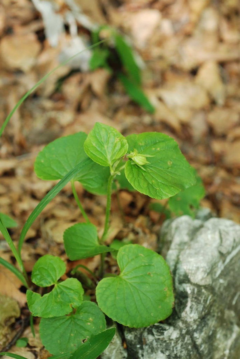 Wonder Violet photo 6