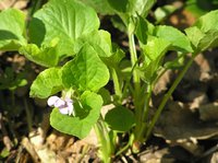Wonder Violet