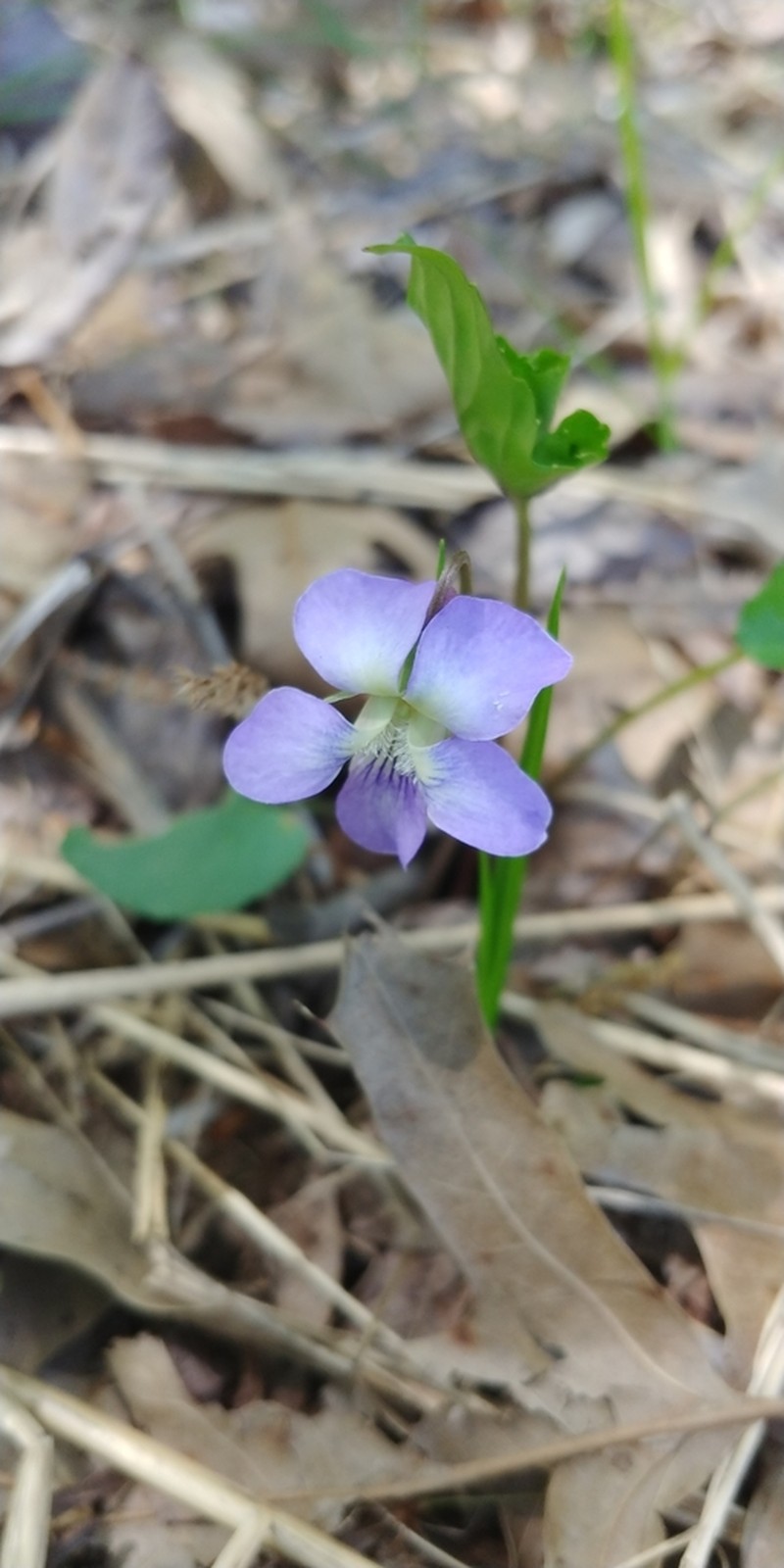 Missouri Violet photo 5