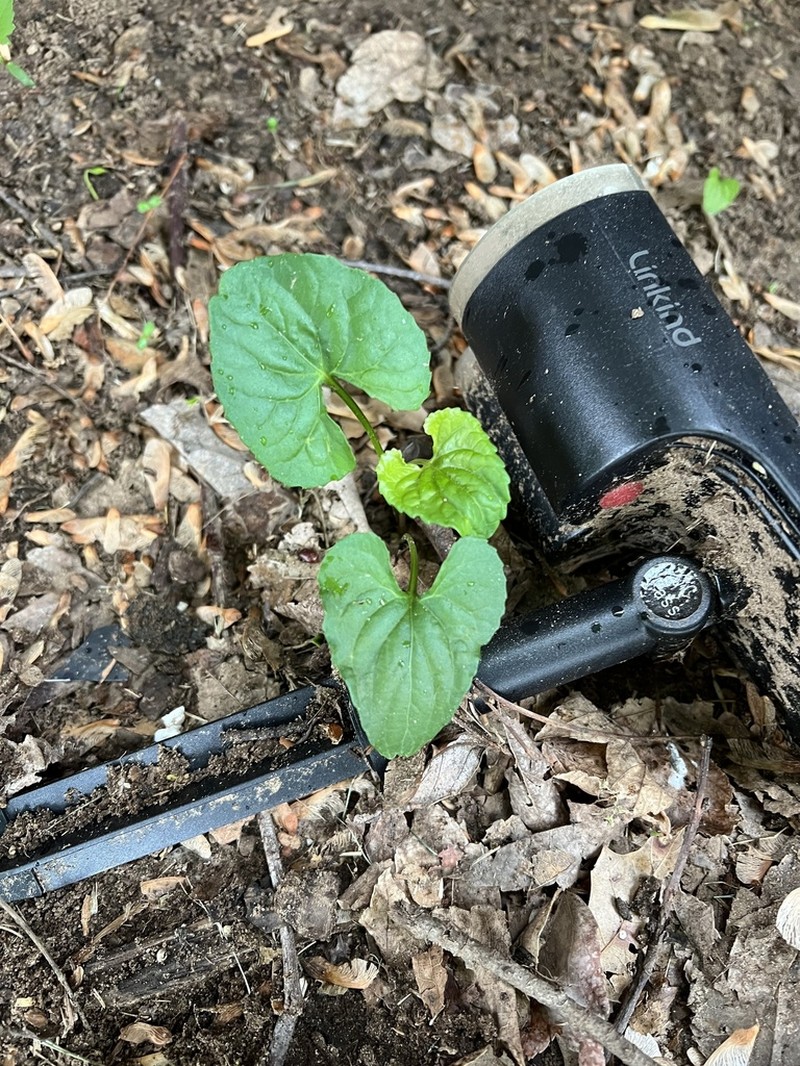 Missouri Violet photo 6