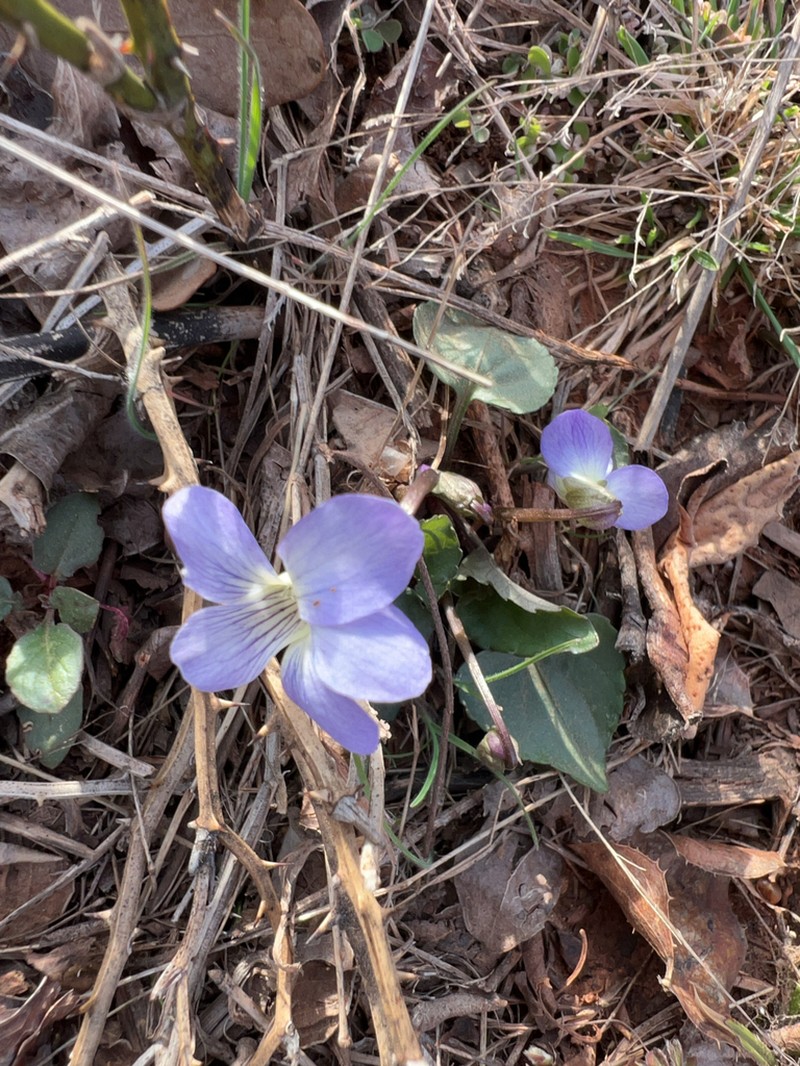 Missouri Violet photo 7