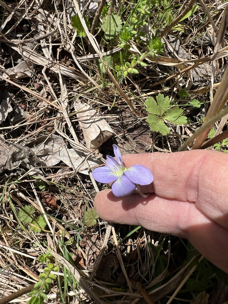 Missouri Violet photo 8
