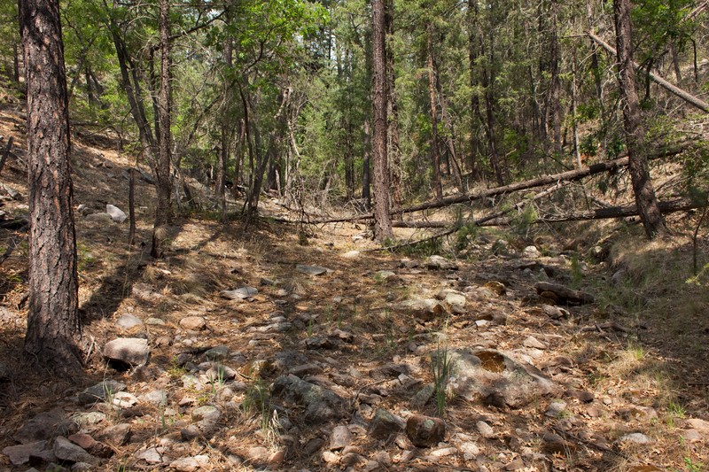 Missouri Violet photo 4