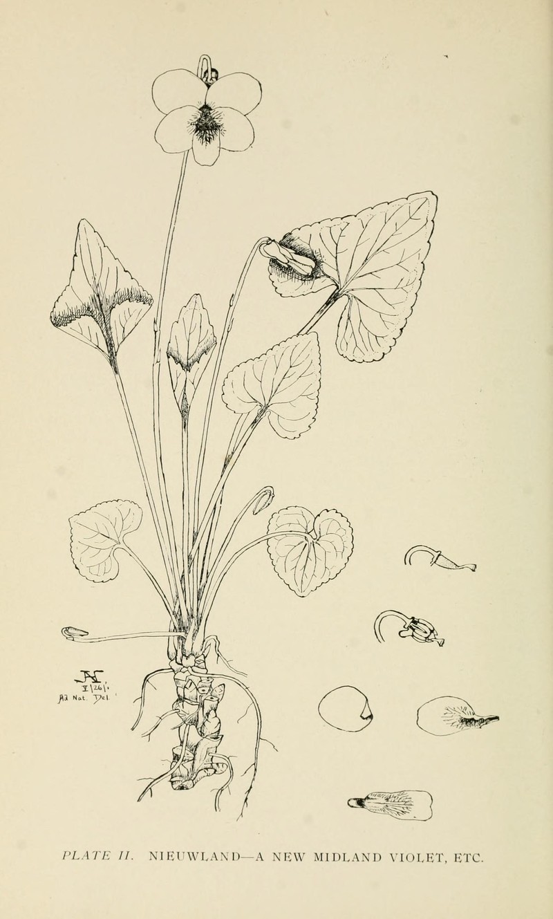 Missouri Violet photo 5