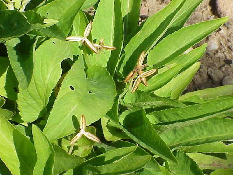 Missouri Violet photo 3