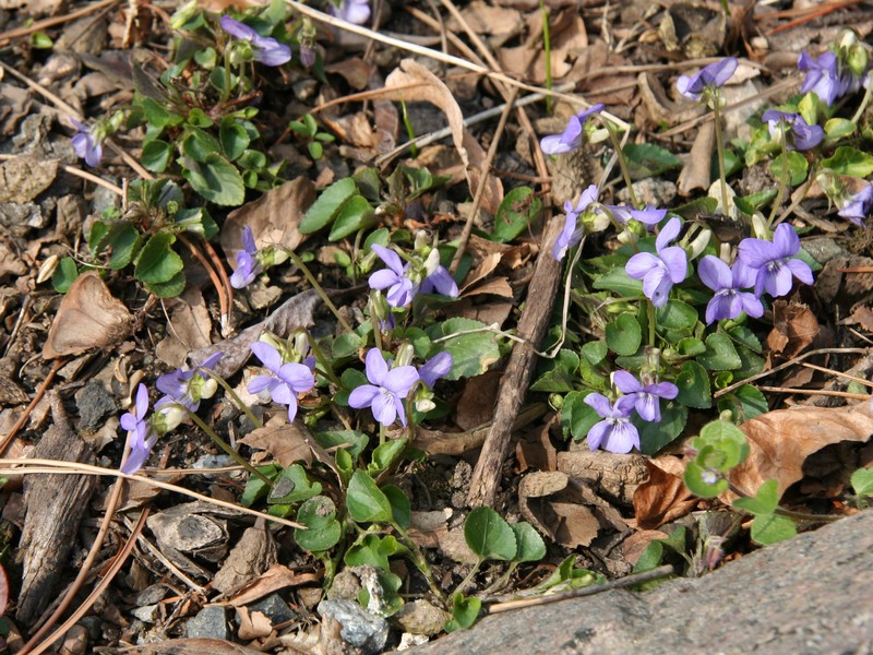 Missouri Violet