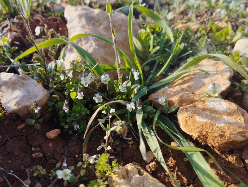 hybrid violet