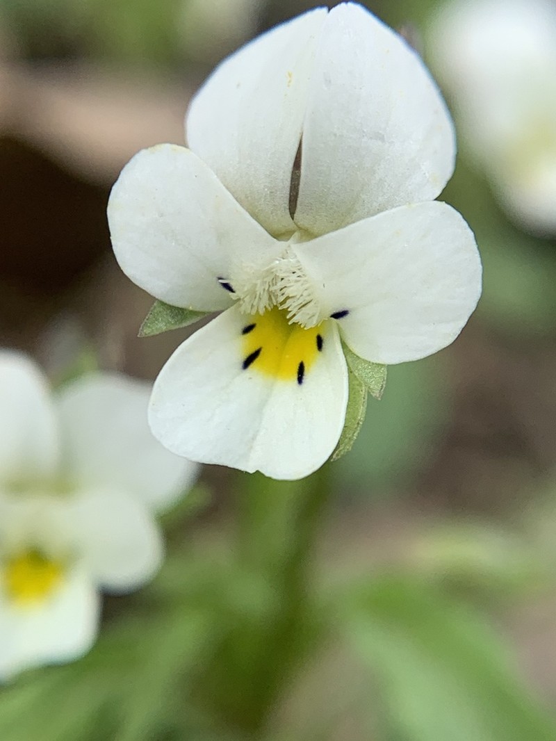 hybrid violet photo 2