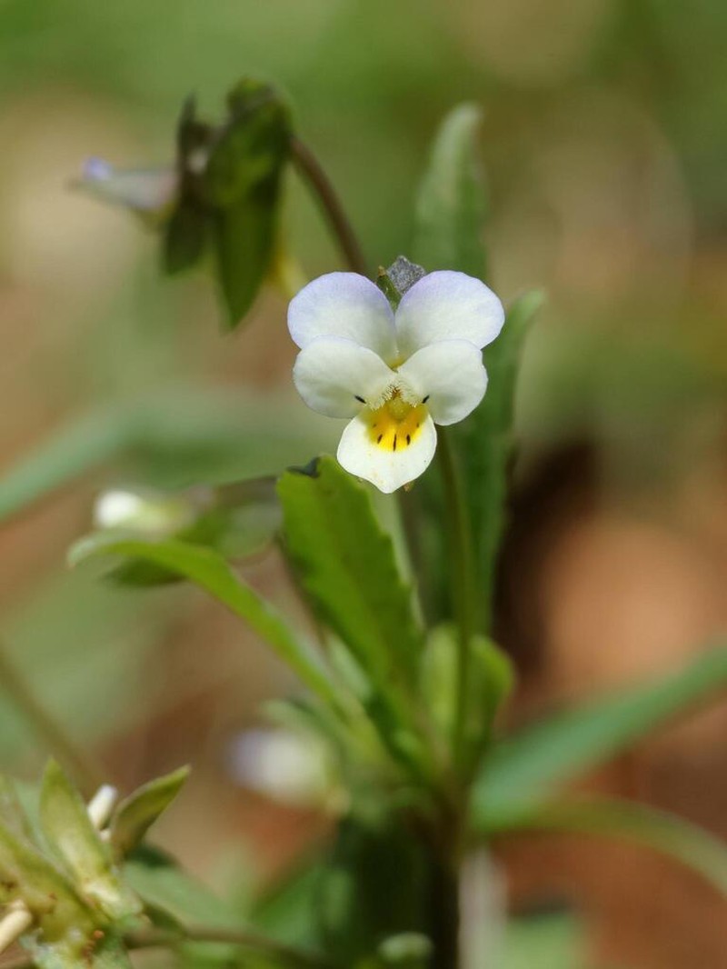 hybrid violet photo 6