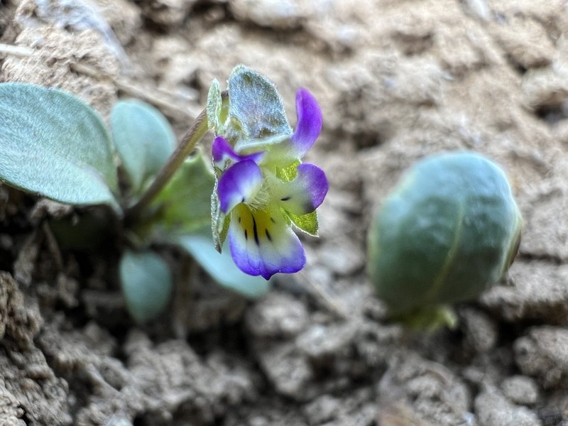 hybrid violet photo 7