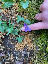 Viola monacanora