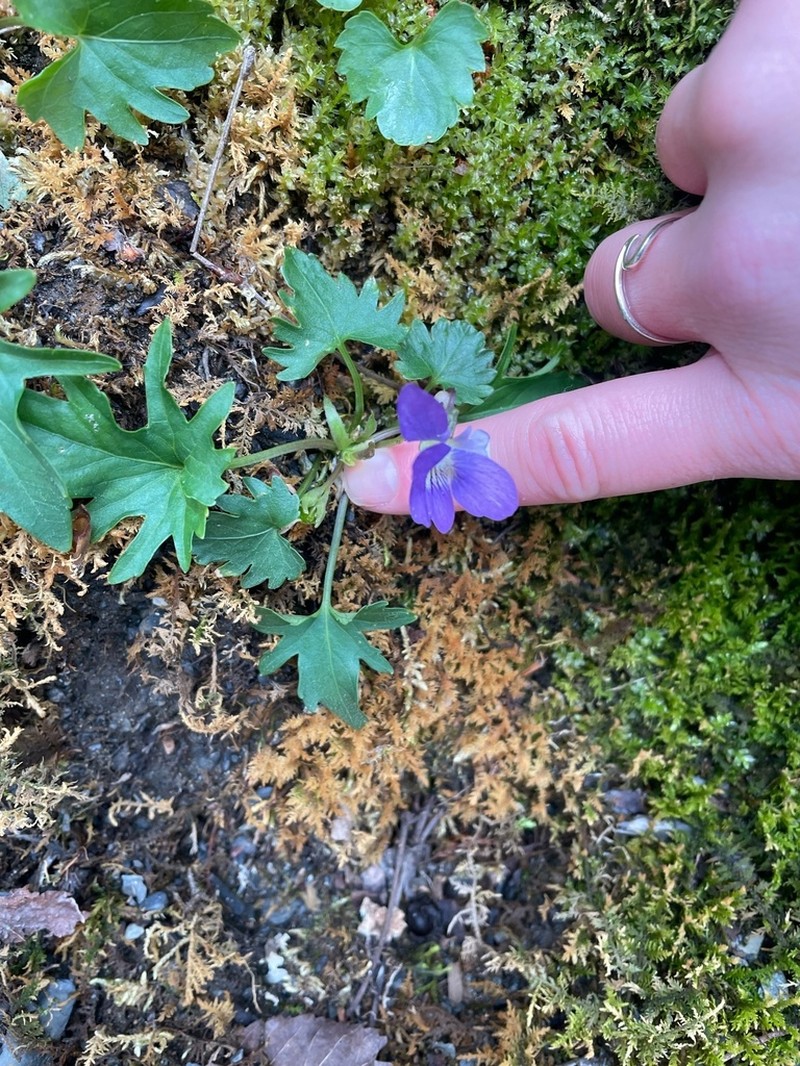 Viola monacanora