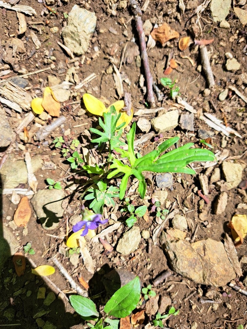 Viola monacanora photo 2