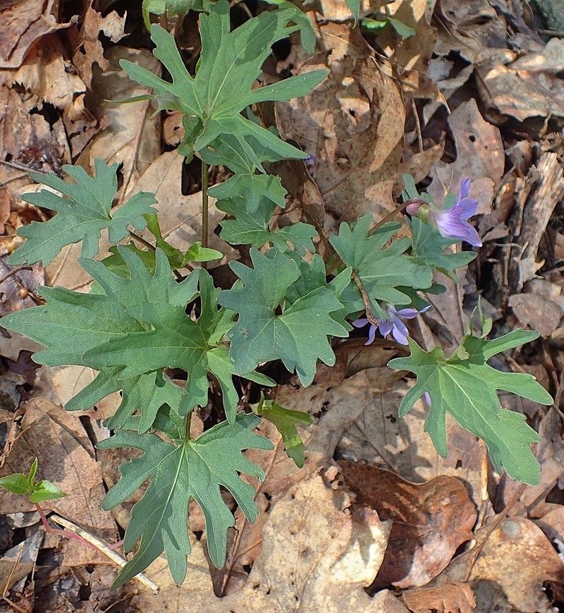 Viola monacanora photo 3