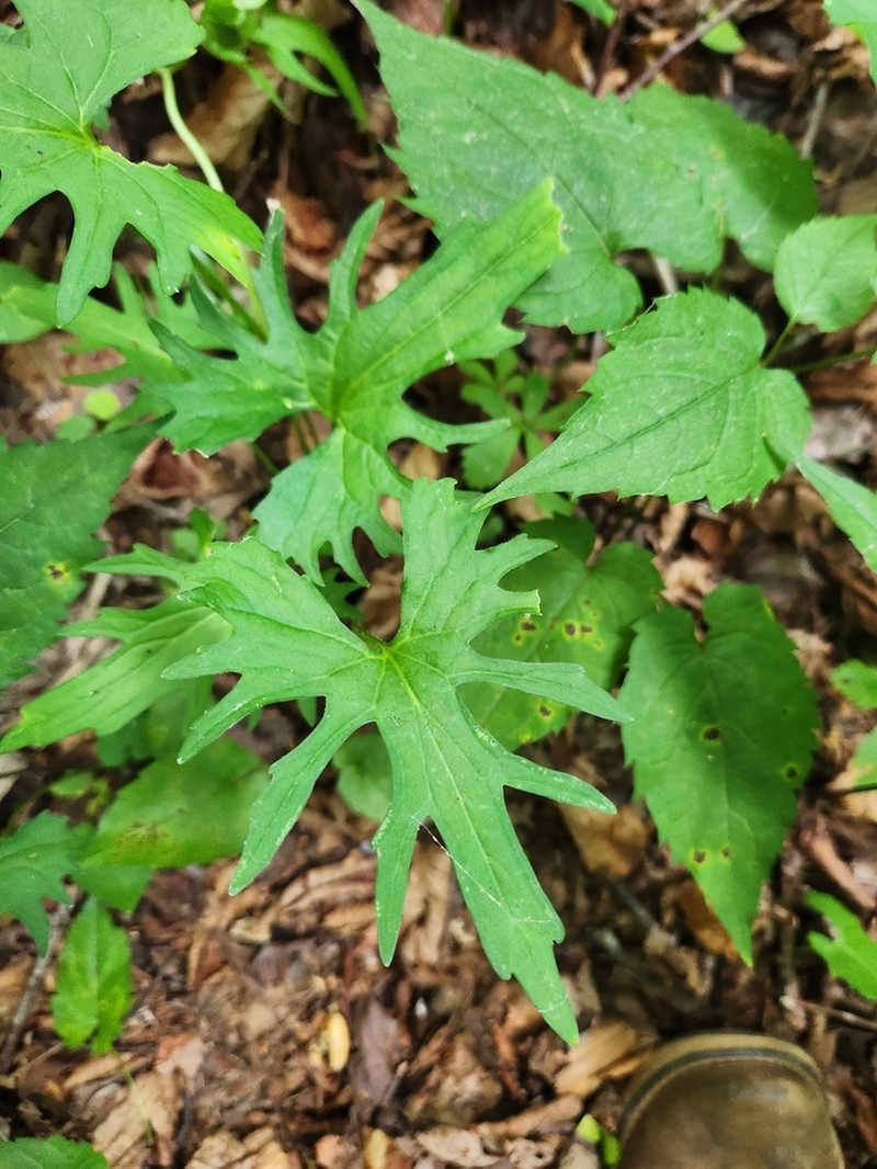 Viola monacanora photo 4