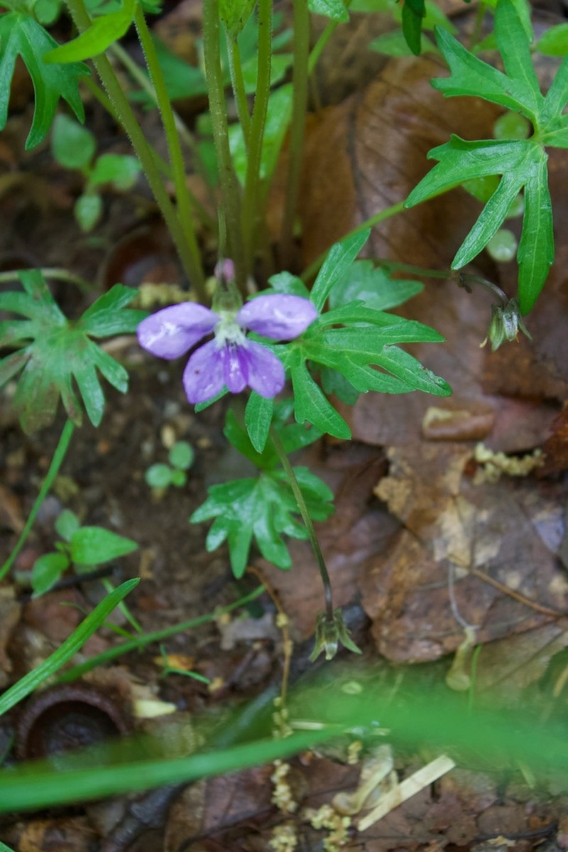 Viola monacanora photo 8