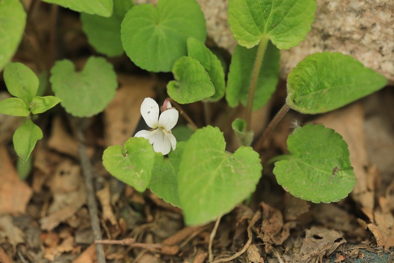 Viola mongolica photo 2